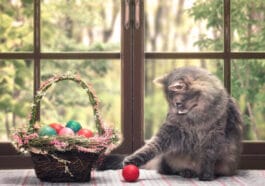 Chat chocolats de pâques