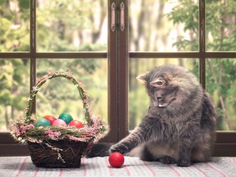 Chat chocolats de pâques