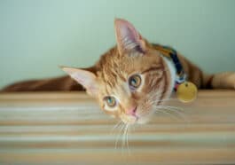 chat collier
