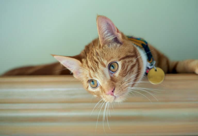 chat collier