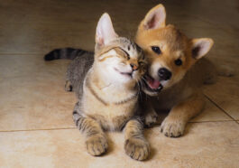 chat et chiot