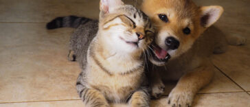 chat et chiot