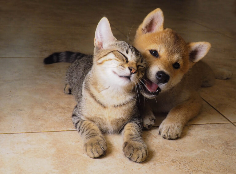 chat et chiot