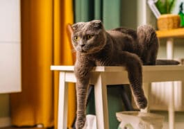 Chat sur table