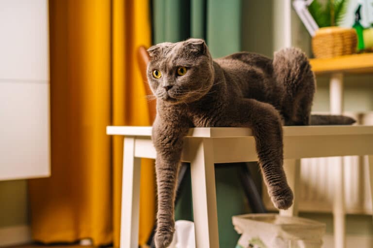 Chat sur table