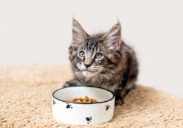 chat gamelle