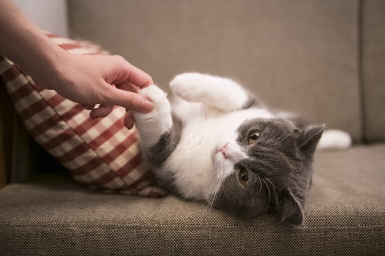 Chat canapé main