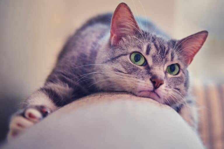 chat mécontent