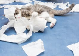 chat jouant avec du papier