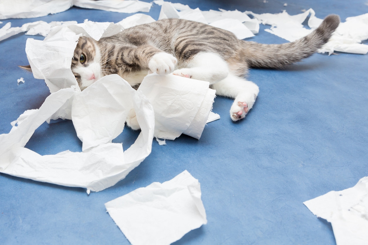 chat jouant avec du papier