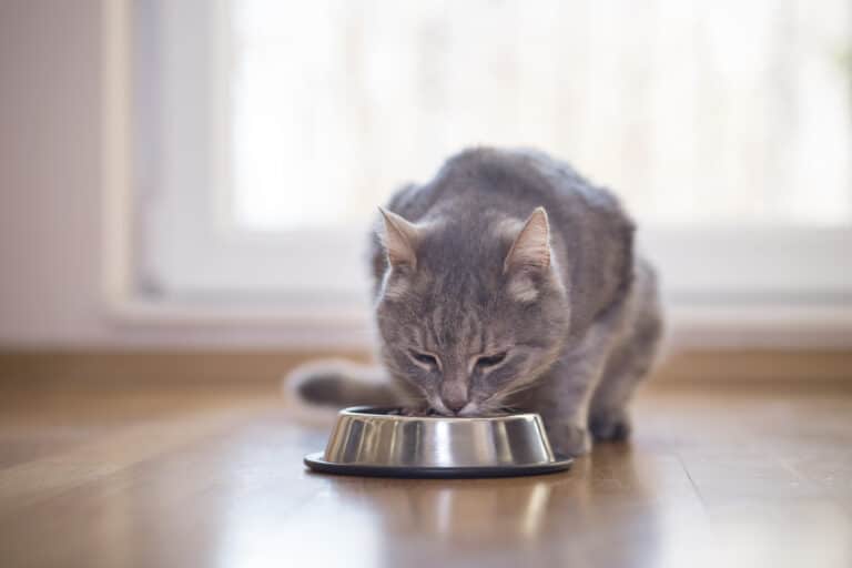chat mange