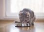 chat mange