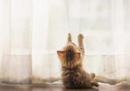 chaton rideaux