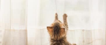 chaton rideaux