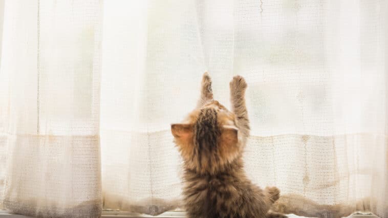chaton rideaux
