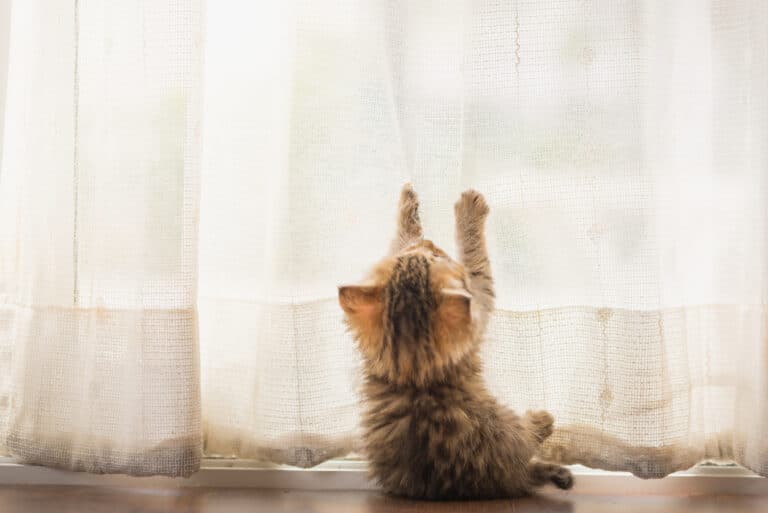 chaton rideaux