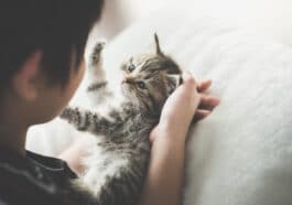 Chat enfant