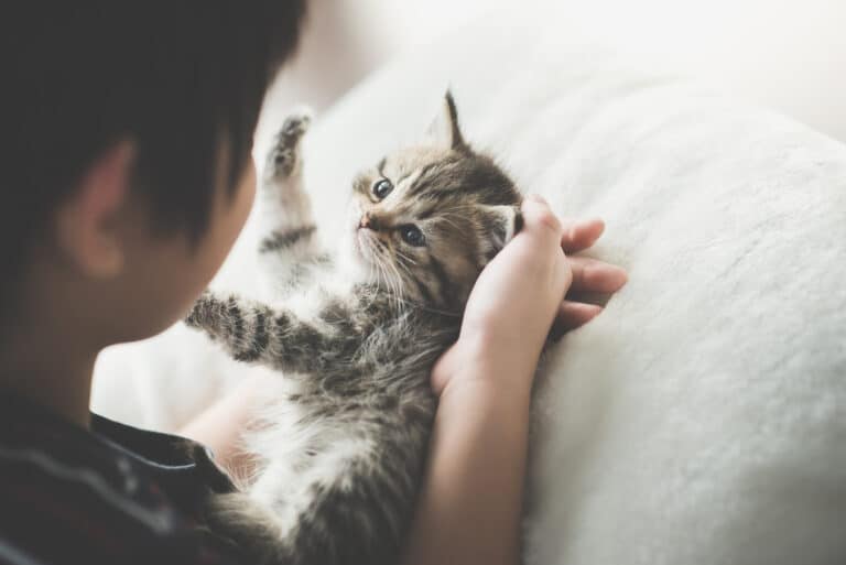 Chat enfant