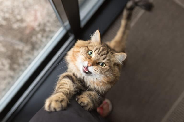 Chat réclame