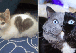 Chat pelage surprenant