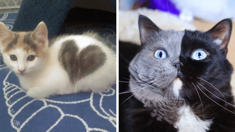 Chat pelage surprenant