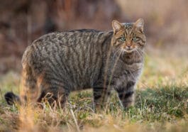 chat sauvage