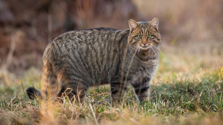 chat sauvage
