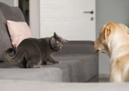 Chat méfiant