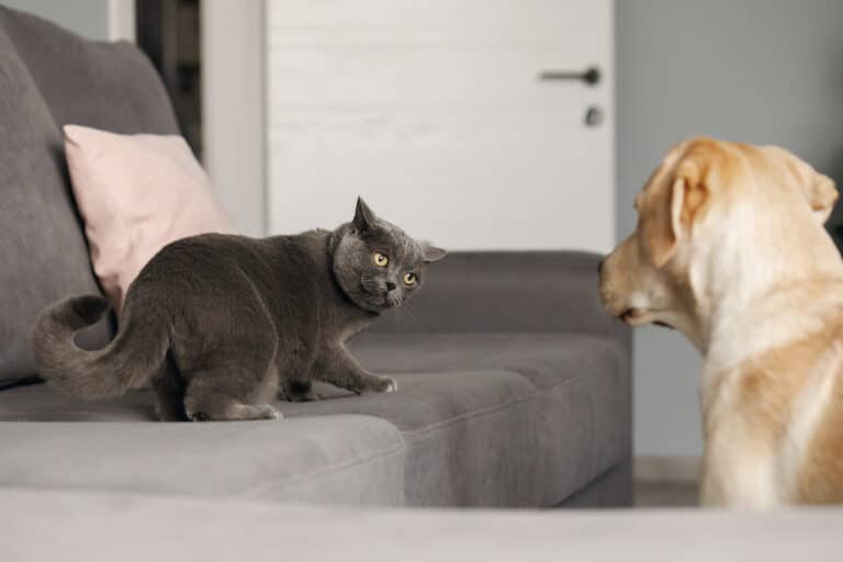 Chat méfiant