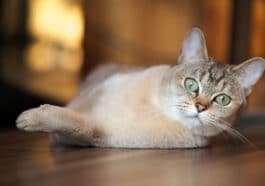 Chat burmilla