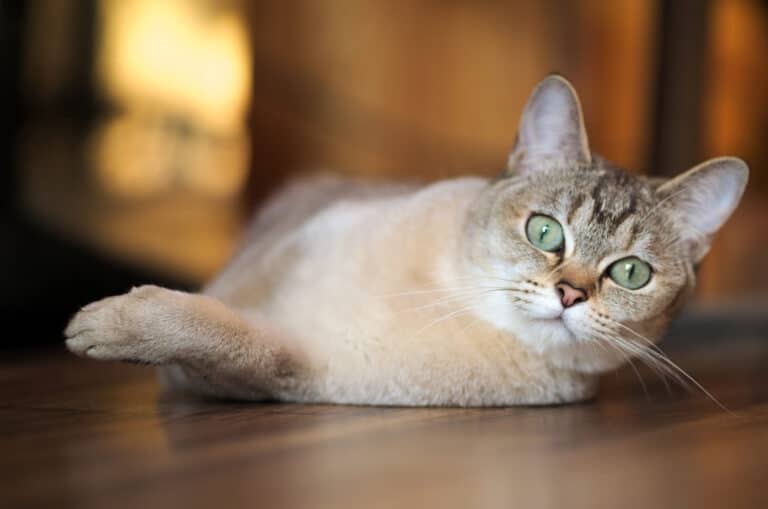 Chat burmilla