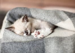chaton qui dort