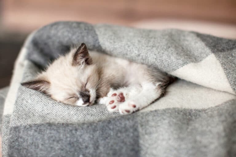 chaton qui dort