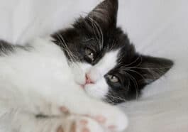 chat dort