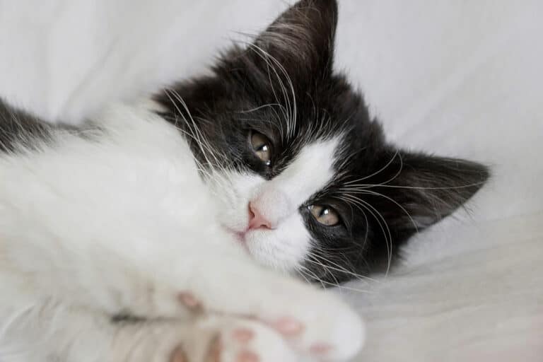chat dort