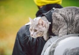 Chat sur le dos balade