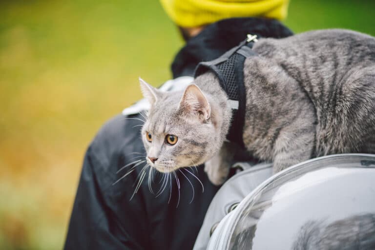Chat sur le dos balade