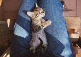 chat dort sur les genoux