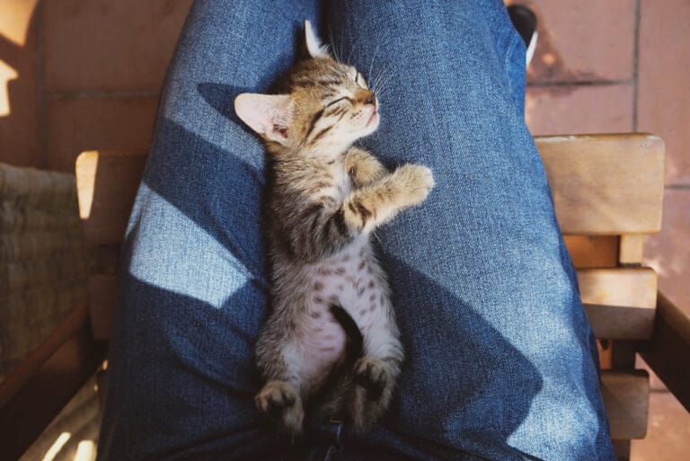 chat dort sur les genoux