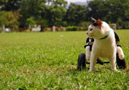 chat paralysé avec chariot