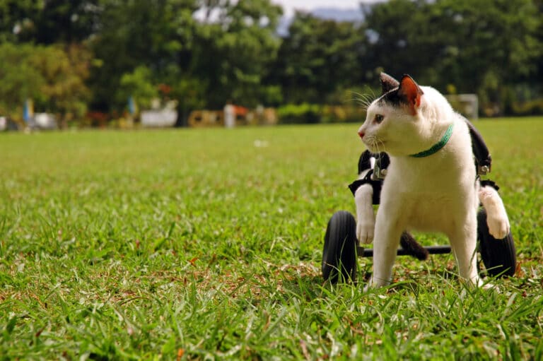chat paralysé avec chariot