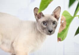 Chat peterbald