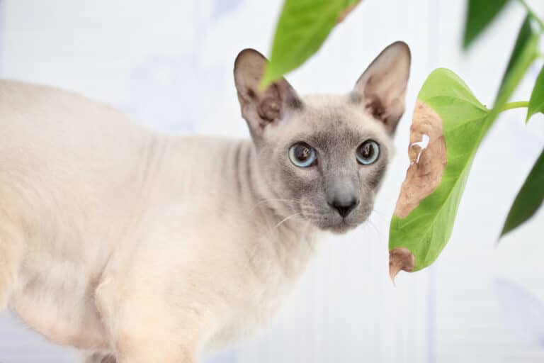 Chat peterbald
