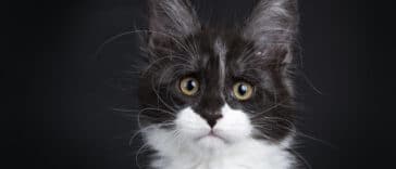maine coon