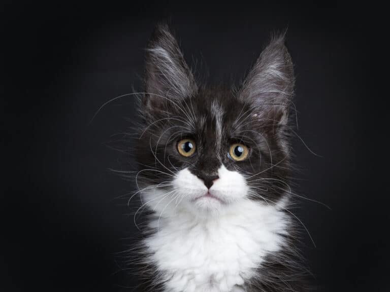 maine coon