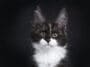 maine coon