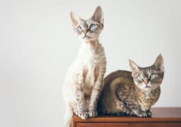 chats devon rex