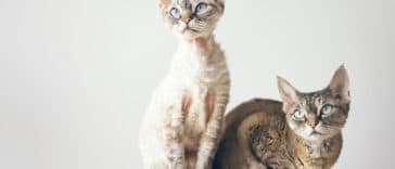 chats devon rex