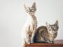 chats devon rex