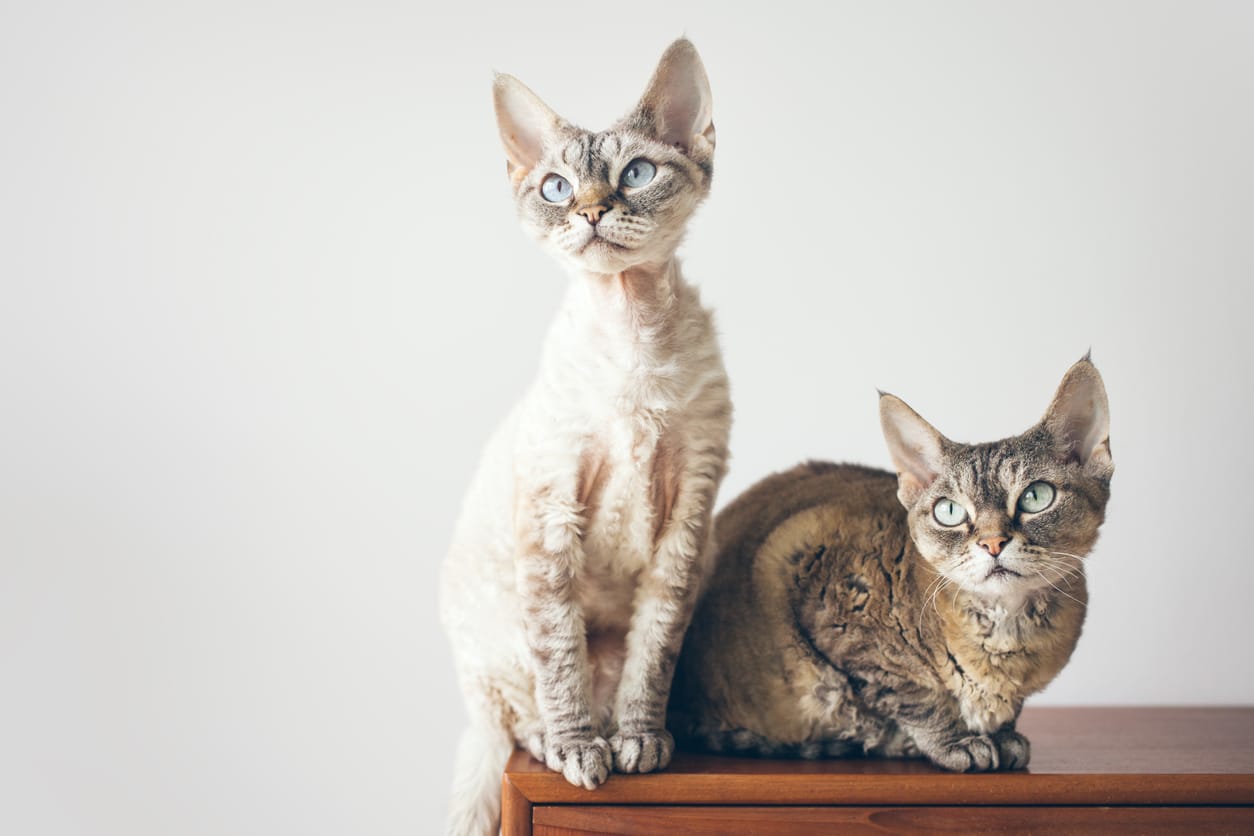 chats devon rex